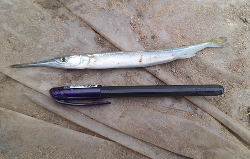 Freshwater Garfish