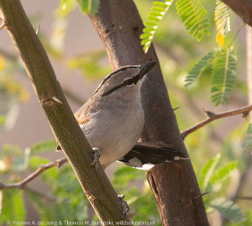 iNaturalist image