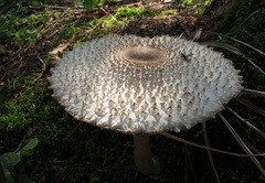 Leucoagaricus nympharum