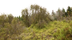 Passerina falcifolia