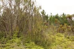 Passerina falcifolia