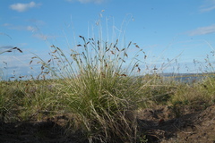 Carex macrogyna