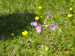 Primula halleri