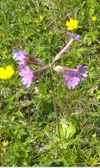 Primula halleri