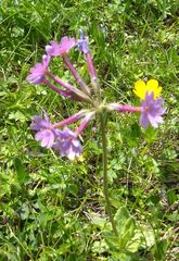 Primula halleri
