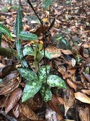 Goodyera daibuzanensis