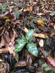 Goodyera daibuzanensis