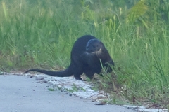 Hairy-Nosed Otter photo 5