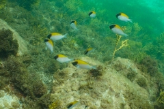 Chromis klunzingeri