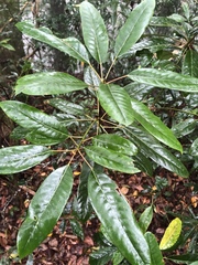 Daphniphyllum himalaense