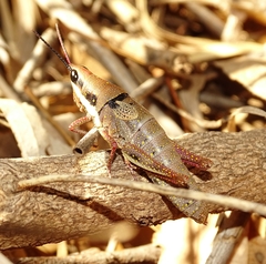 Monistria discrepans