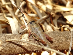 Monistria discrepans
