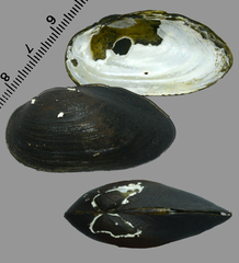 Nodularia breviconcha