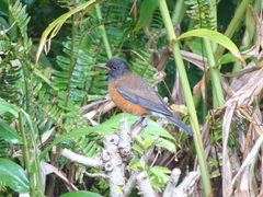 Turdus celaenops