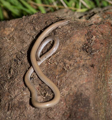 Aprasia striolata