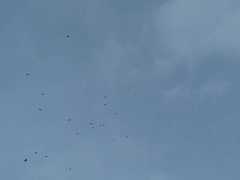 Pyrrhocorax pyrrhocorax