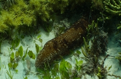 Actinopyga