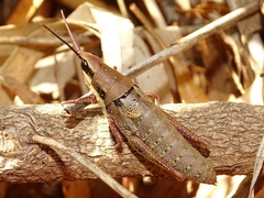 Monistria discrepans