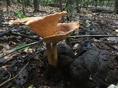 Pleurotus tuber-regium