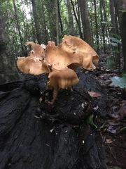 Pleurotus tuber-regium