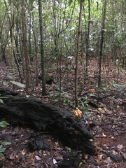 Pleurotus tuber-regium