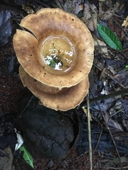 Pleurotus tuber-regium