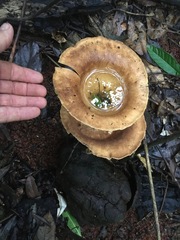 Pleurotus tuber-regium