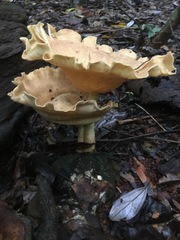 Pleurotus tuber-regium