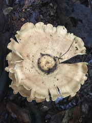 Pleurotus tuber-regium