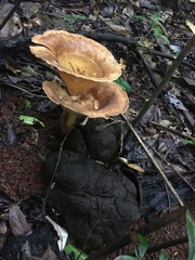 Pleurotus tuber-regium