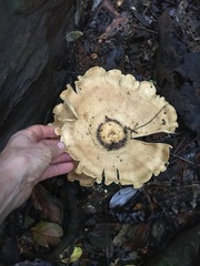 Pleurotus tuber-regium