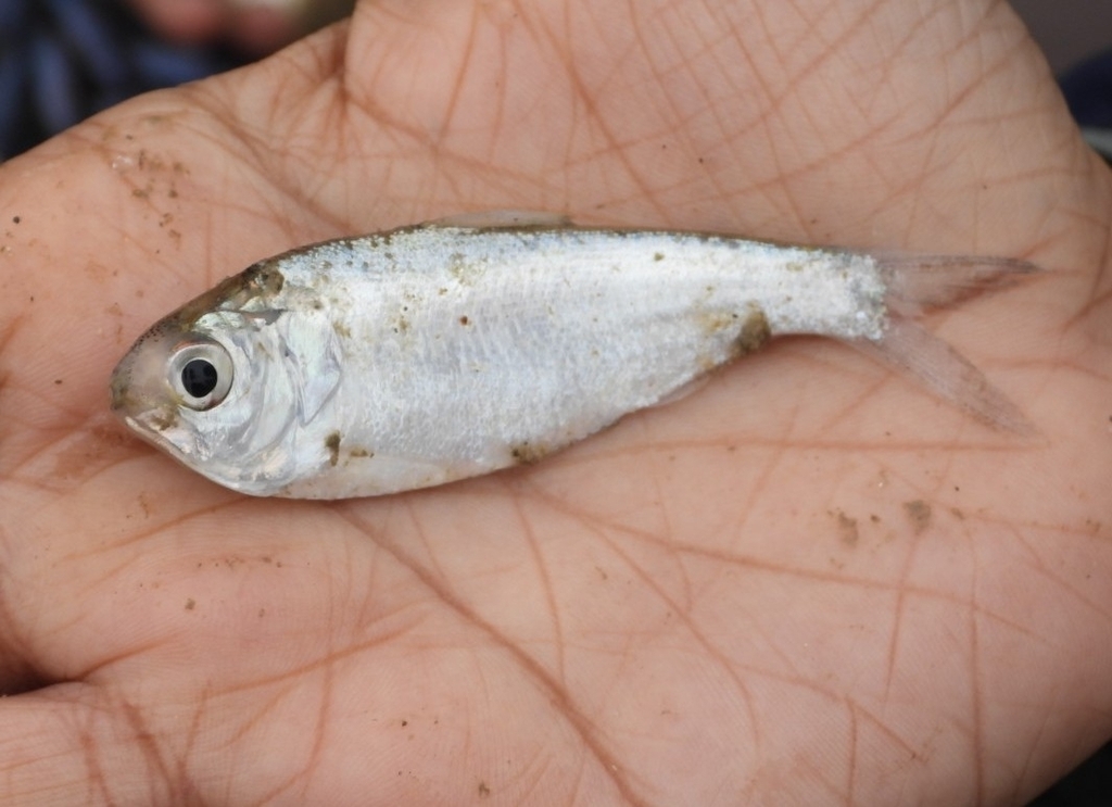 Ganges shad (Gudusia chapra) — Clupeidae