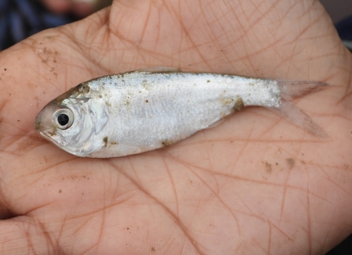 Ganges shad (Gudusia chapra) — Clupeidae