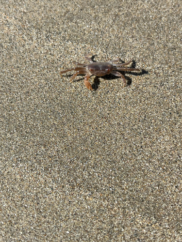Cyclograpsus escondidensis (Cyclograpsus escondidensis)
