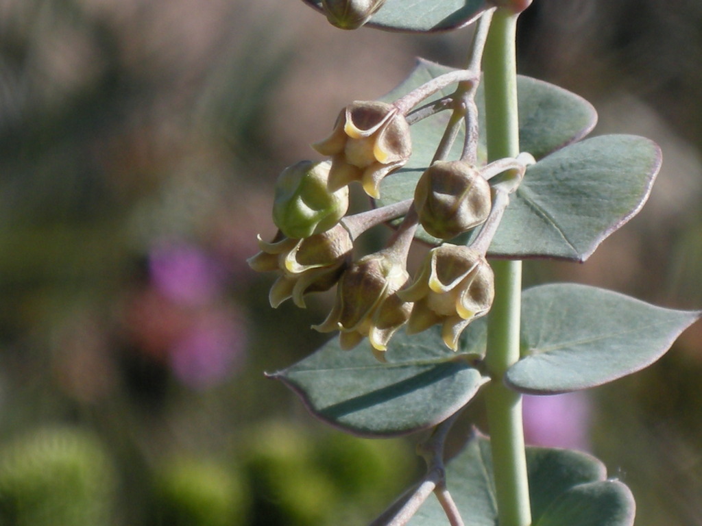 Barjonia chlorifolia