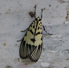 Heortia