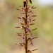 Fringed Midge Orchid - Photo (c) gumnutbabies, some rights reserved (CC BY-NC)