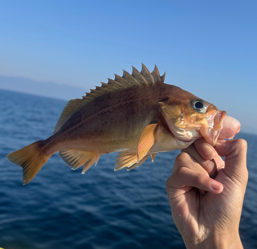 Speckled rockfish (Sebastes ovalis) — Sebastidae — 3