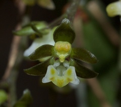 Plectorrhiza tridentata