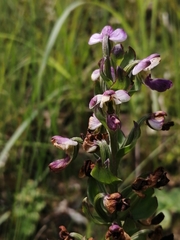 Brachycorythis ovata ovata