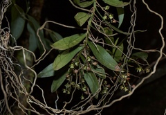 Plectorrhiza tridentata