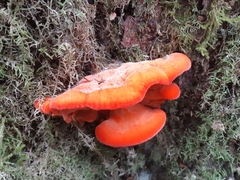 Aurantiporus pulcherrimus