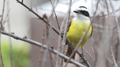 Pitangus sulphuratus