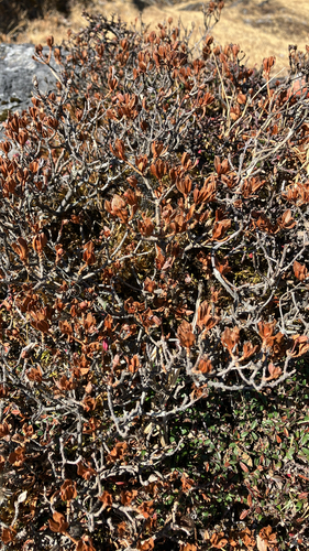 Rhododendron lepidotum, photograph 2