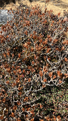 Rhododendron lepidotum, photograph author not stated, no rights reserved