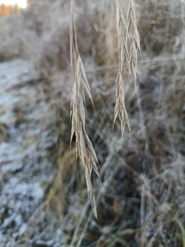 Lesser Hairy-brome (Bromus benekenii)