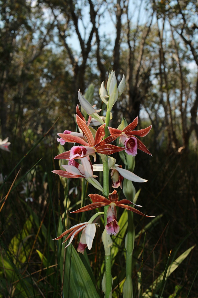 Lesser Swamp-orchid