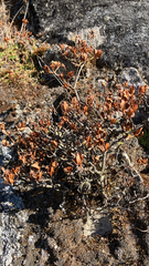 Rhododendron lepidotum