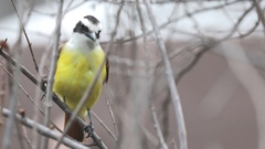 Pitangus sulphuratus