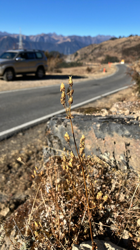 spurred gentian (Halenia elliptica)
